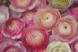 Ilustración boquet de flores peonia