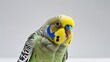 © ANRI - Photorealistic image of a parakeet tilting head curiously on white background