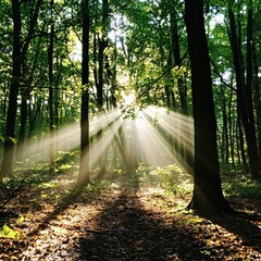 Poster - Enchanting forest scene illuminated by golden sunbeams filtering through lush green canopy above