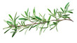 © Mohshena - Rosemary Branch  on transparent background