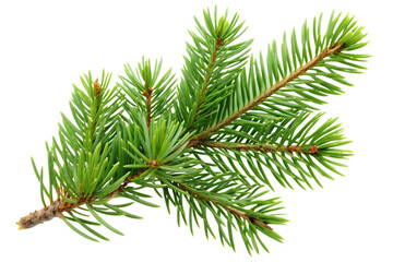 fresh evergreen branch with vibrant needle foliage isolated on transparent background.