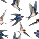 Flying swallow birds seamless pattern element. Watercolor illustration. Cute barn swallow various poses with spread wings on white background. Wildlife flying martin birds vintage style decoration