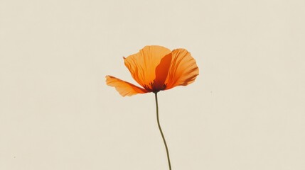 Aufkleber - A striking orange poppy stands out with its delicate, translucent petals and slender green stem against a soft, neutral background. The flower captures the essence of nature's beauty