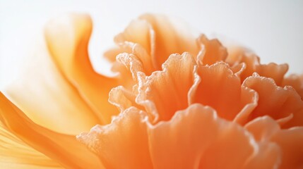 Poster - An orange poppy flower displays its vibrant petals, revealing their intricate textures and soft folds. The flower is illuminated by gentle light, enhancing its beauty and color