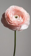 Poster - A delicate soft pink ranunculus stands tall with gracefully layered petals. The gentle light highlights its beauty against a neutral background, showcasing its unique charm