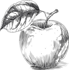 Aufkleber - Black and white sketch of a detailed apple with leaf, vintage botanical art. Vector illustration.