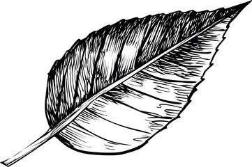 Poster - Detailed black and white illustration of a single leaf with visible veins. Vector illustration.