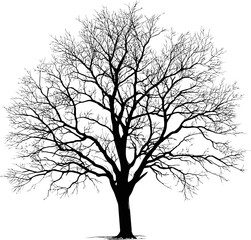 Poster - Silhouette of a leafless tree with intricate branches on white. Vector illustration.