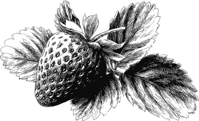 Poster - Detailed black and white illustration of a strawberry with leaves, botanical art. Vector illustration.