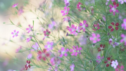 Wall Mural - Colorful Wildflowers Blooms in Soft Focus during Spring Sunshine