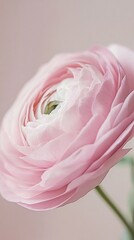 Poster - A soft pink ranunculus flower showcases its layered petals, creating a stunning focal point against a gentle backdrop that enhances its natural beauty