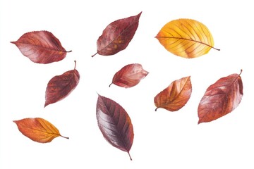 Wall Mural - autumn leaf group leaves autumn leaves arrangement.