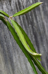 Wall Mural - a green plant with three leaves