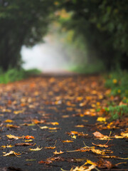 Wall Mural - scattered brown and yellow fallen leaves on a footpath in a park and mist out of focus in a dark tun