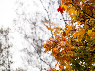 Wall Mural - a tree with bright orange and yellow leaves is the main focus of the image. moody fall or autumn sce