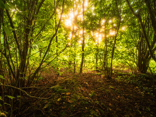 Wall Mural - A forest with a sun shining through the trees. The sun is casting a warm glow on the forest floor, calm and surreal look. Walk in a forest on a warm summer day theme.