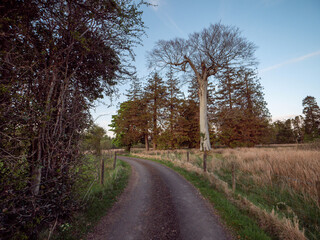 Wall Mural - small country road by a field with trees, one tree is old dry and has scary look, blue cloudy sky ba