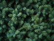 © PixelCharm - Close-Up View of Green Evergreen Pine Tree Branches in Natural Light