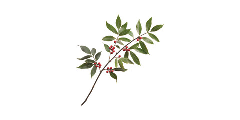 Wall Mural - branch with red berries and green leaves. nature and botanical study isolated on transparent backgro