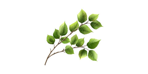 Wall Mural - branch with green leaves. nature and botanical illustration for design projects isolated on transpar