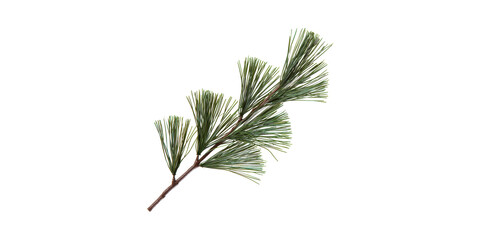 Wall Mural - pine branch with needles. nature and botanical design element isolated on transparent background