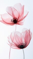 Poster - The graceful outline of two pink flowers, presenting a tender and ethereal quality. The translucent petals and dark centers create a striking contrast