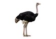 © Jismullah - Isolated ostrich on white background a detailed side view of a flightless bird