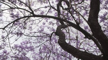 Wall Mural - six perspectives showcase a blossoming jacaranda tree, its vibrant purple flowers contrasting agains