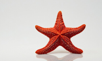 Poster - A single red starfish sits atop a white background, perfect for illustrating ocean or marine life themes