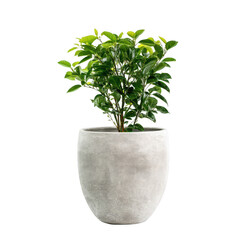 Poster - Modern indoor plant in sleek concrete pot showcasing vibrant green leaves perfect for home decor or office enhancement to create a calming atmosphere