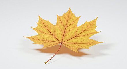 Poster - Golden maple leaf showing its veins on white background