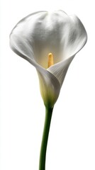 Poster - Elegant calla lily blossom in pristine white against a clean backdrop showcasing its delicate form and texture with a soft light creating a serene and pure atmosphere