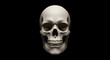 © sarinya - Realistic Human Skull Model in High Definition with Dark Background