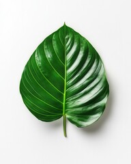 Poster - Lush green leaf on a pristine white background showcasing vibrant texture and organic form in a studio shot emphasizing natural beauty and botanical simplicity