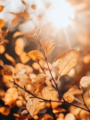 Poster - Autumnal Leaves in Golden Sunlight A Captivating Close Up of Fall Foliage with Warm Tones and a Bokeh Background Perfect for Seasonal Designs and Nature Photography