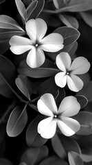 Poster - Monochrome floral elegance showcasing delicate petals and lush foliage in a captivating botanical study highlighting nature's beauty with a timeless aesthetic