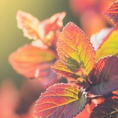 Poster - Captivating close up of vibrant autumn foliage showcasing intricate leaf veins and warm hues in soft sunlight creating a tranquil and serene nature scene