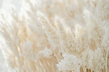 Poster - Creamy white dried bunny tail grass in soft focus creates a serene and natural background for design and decoration with a minimalist aesthetic and gentle light