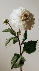Poster - Elegant white dahlia blossom on a stem with green leaves against a soft neutral background, capturing the delicate beauty, floral portrait, botanical, studio shot