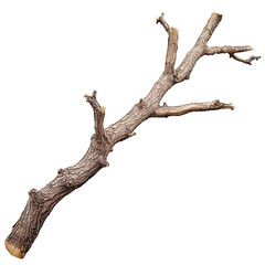 Poster - A solitary tree branch, stripped of its leaves, against a neutral backdrop. The branch displays the rough texture of its bark and a unique shape