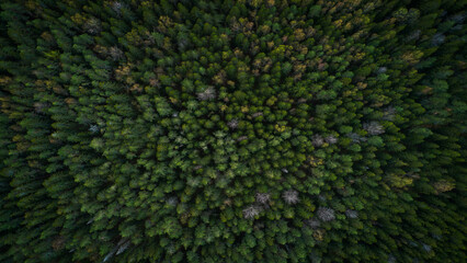 Aufkleber - Summer forest top view from drone, forest dark green mysterious as flat texture background for page or banner template