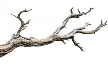 isolated weathered tree branch against a plain background