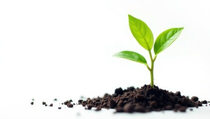 small tree seedling, isolated, vivid green leaves , clean, photography, flora