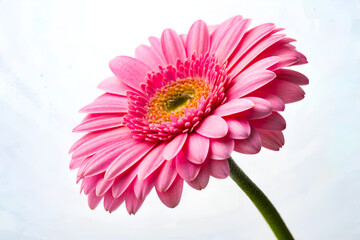 a beautiful pink gerbera daisy, a blossom of floral beauty, stands against the vast blue nature of t