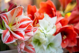 Closeup of stunning red white and orange amaryllis flowers in full bloom, ideal for floral arrangements, garden themes, and seasonal celebrations like Christmas or Valentines Day