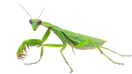 Close up of a Green Praying Mantis