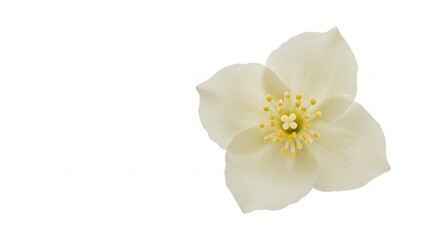Poster - Close up of a beautiful, delicate white hellebore flower with a bright yellow center, isolated on a clean white background, perfect for design