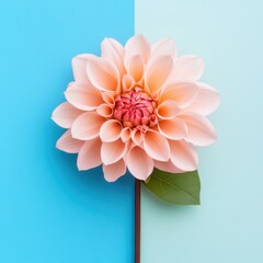 Poster - Elegant peach dahlia blossom on a split blue and light blue background for a fresh spring look