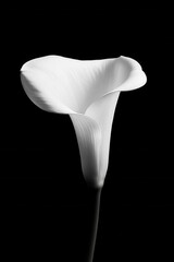 Poster - Elegant Single Calla Lily Bloom in Monochrome Against a Deep Black Background for Dramatic Effect
