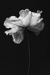 Poster - Monochrome Majesty: A Delicate Poppy Bloom Against a Dark Backdrop in Fine Art Style
